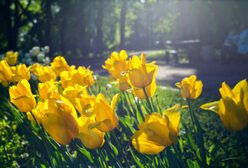 Yellow tulips in the Park in the evening