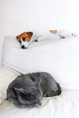 dog jack russell terrier and a gray cat of breed a burma are spatna a white sofa in a white room, vertically,