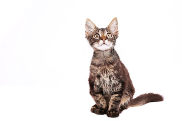 Portrait of cute tabby cat with green eyes isolated on white background. Soft fluffy purebred straight-eared short hair kitty. Copy space, close up. Adorable domestic pet concept.