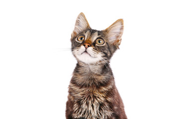 Portrait of cute tabby cat with green eyes isolated on white background. Soft fluffy purebred straight-eared short hair kitty. Copy space, close up. Adorable domestic pet concept.