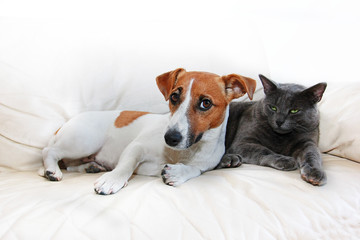 dog jack russell terrier and gray cat sit on a white sofa after pranks guilty, on a white background