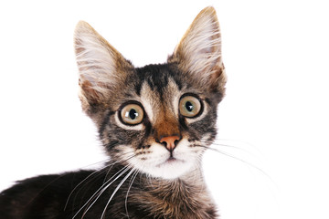 Portrait of cute tabby cat with green eyes isolated on white background. Soft fluffy purebred straight-eared short hair kitty. Copy space, close up. Adorable domestic pet concept.