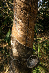 The rubber tree in Myanmar