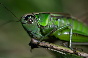 Macro photo of green grasshopper. Summer meadow with insect