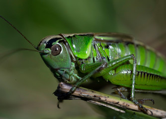 Macro photo of green grasshopper. Summer meadow with insect