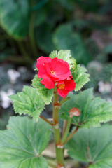 single pink indoor plant flower on green background