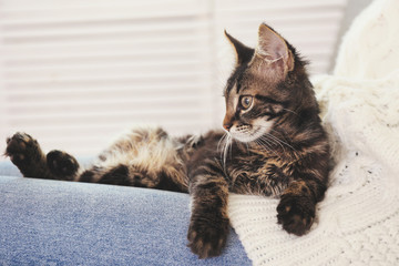 Portrait of cute tabby breed cat with green eyes lying with owner home. Soft fluffy purebred straight-eared short hair kitty being playful on young woman's lap. Background, copy space, close up.