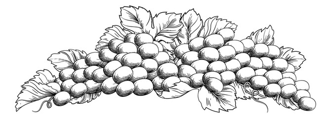 Grapes bunch on vine with leaves in a woodcut etching style