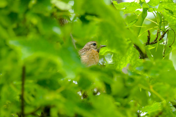 male and female stonechat on season tree branch
