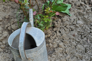 Metal bucket for watering flowers in the garden