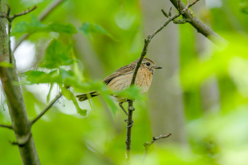 male and female stonechat on season tree branch