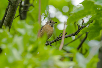 male and female stonechat on season tree branch