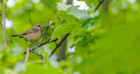 male and female stonechat on season tree branch