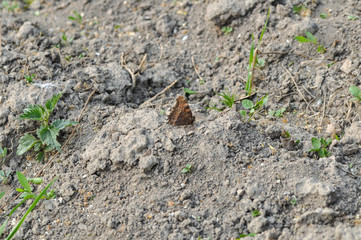 The brown butterfly stands on a stone