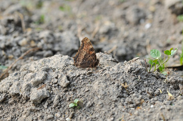The brown butterfly stands on a stone