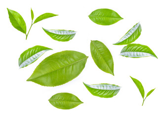 Green tea leaf collection isolated on white background