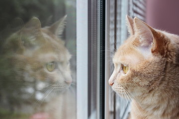 Red cat looking out the window and his reflection in the glass