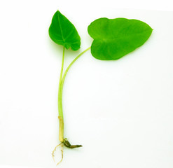 Caladium