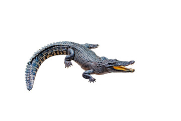 Crocodile on a white background with clipping path , isolated