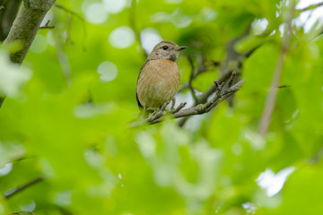 male and female stonechat on season tree branch