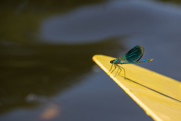 Libelle / Dragonfly