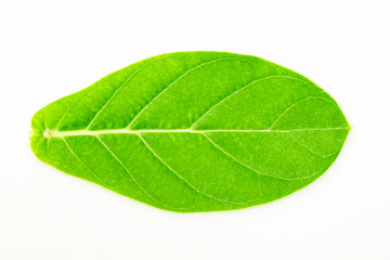 Fototapeta na wymiar Wood Green leaves isolated from white background.