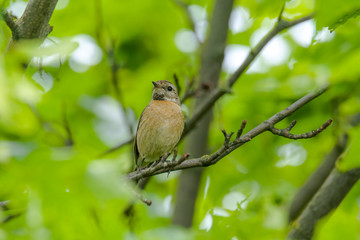 male and female stonechat on season tree branch