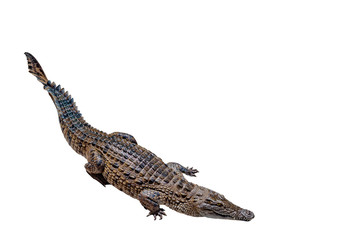 Crocodile on a white background with clipping path , isolated