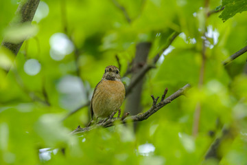 male and female stonechat on season tree branch