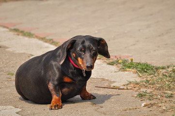 A black dog with a red collar stands on concrete