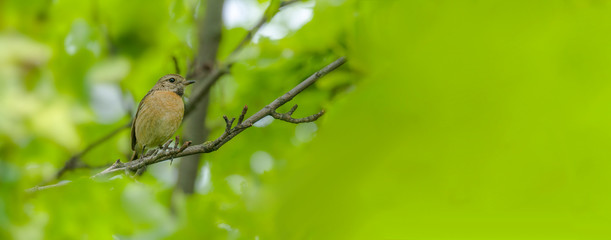 male and female stonechat on season tree branch