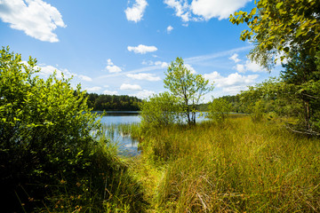 Trzciny jezioro las trawy wodne