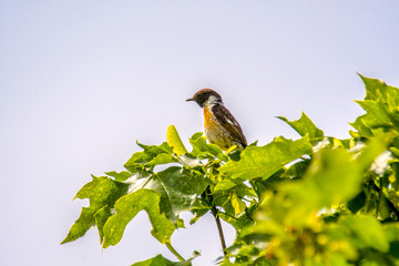 male and female stonechat on season tree branch