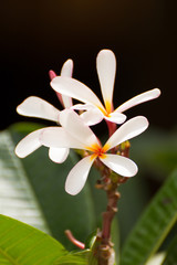 Fototapeta premium White Plumeria flower