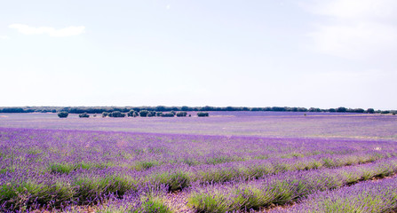 Beautiful lavender fields purple landscape in La Alcarria, Guadalajara, Spain