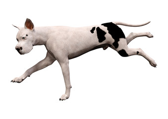 Fototapeta premium 3D Rendering Grat Dane Dog on White