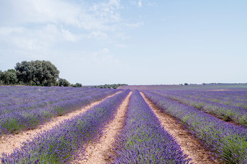 Fototapeta na wymiar Lavender filds in La Alcarria, Spain