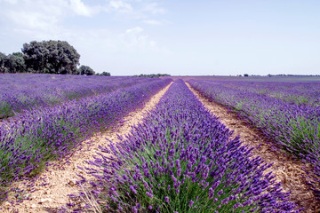 Naklejka na ściany i meble Lavender fields in La Alcarria, Spain