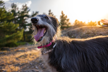 Fototapeta premium Greyhound portrait at sunset