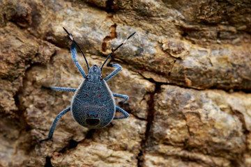 Image of Hemiptera bug on tree. Insect. Animal.