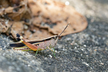 Image of a white-tipped Grasshopper(Phlaeoba antennata) on the floor. Insect. Animal