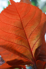Naklejka na ściany i meble autumn orange leaf tree close-up