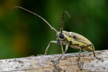 Image of Spotted Mango Borer(Batocera numitor) on a timber. Beetles. Insect.