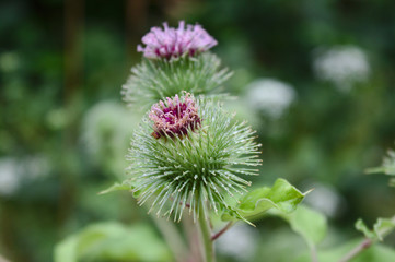 Distel im Wald nach dem Regen