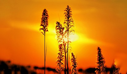 Fototapeta na wymiar sunset over wheat field