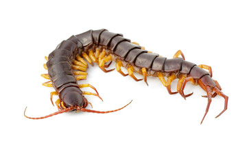 Image of centipedes or chilopoda isolated on white background. Animal. Poisonous animals.