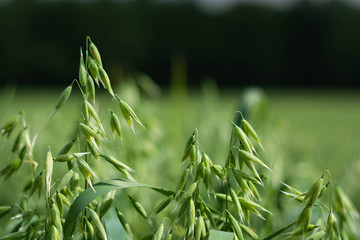 Green oats in a field on a sunny summer day