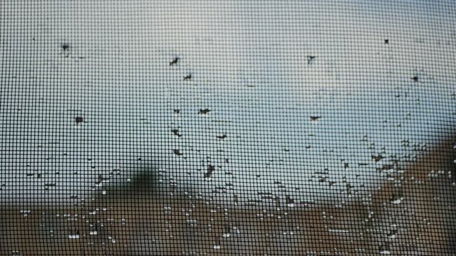 raindrops on mosquito net.mosquito net
