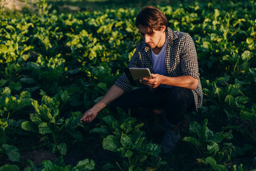 Agronomist  in a field  taking control of the yield with ipad and regard a plant - obrazy, fototapety, plakaty