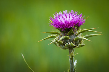 Flor Cardo Mariano